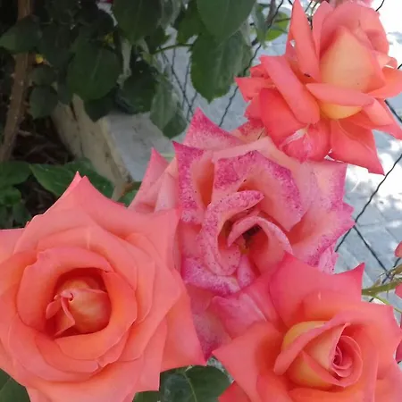 酒店 莱卡酒店 里米尼